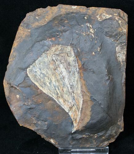Fossil Ginkgo Leaf From North Dakota - Paleocene #15807